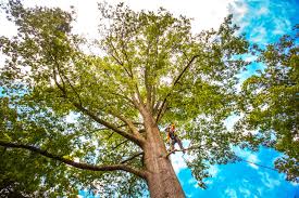  Forked River, NJ Tree Removal Services Pros