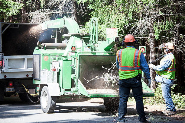 Best Arborist Consultation Services  in Forked River, NJ